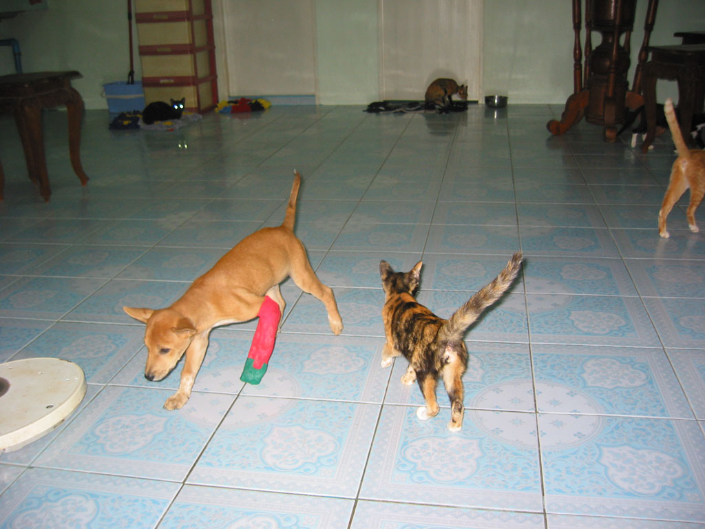 Koh Chang Animal Project Koh Chang Animal Project