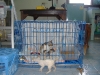 Kennels for cats