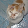 earboy-after.jpg