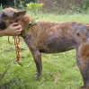 sheba-after-2-weeks.jpg