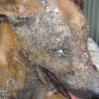 sheeba-intake2.jpg
